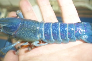 BLUE RED CLAW